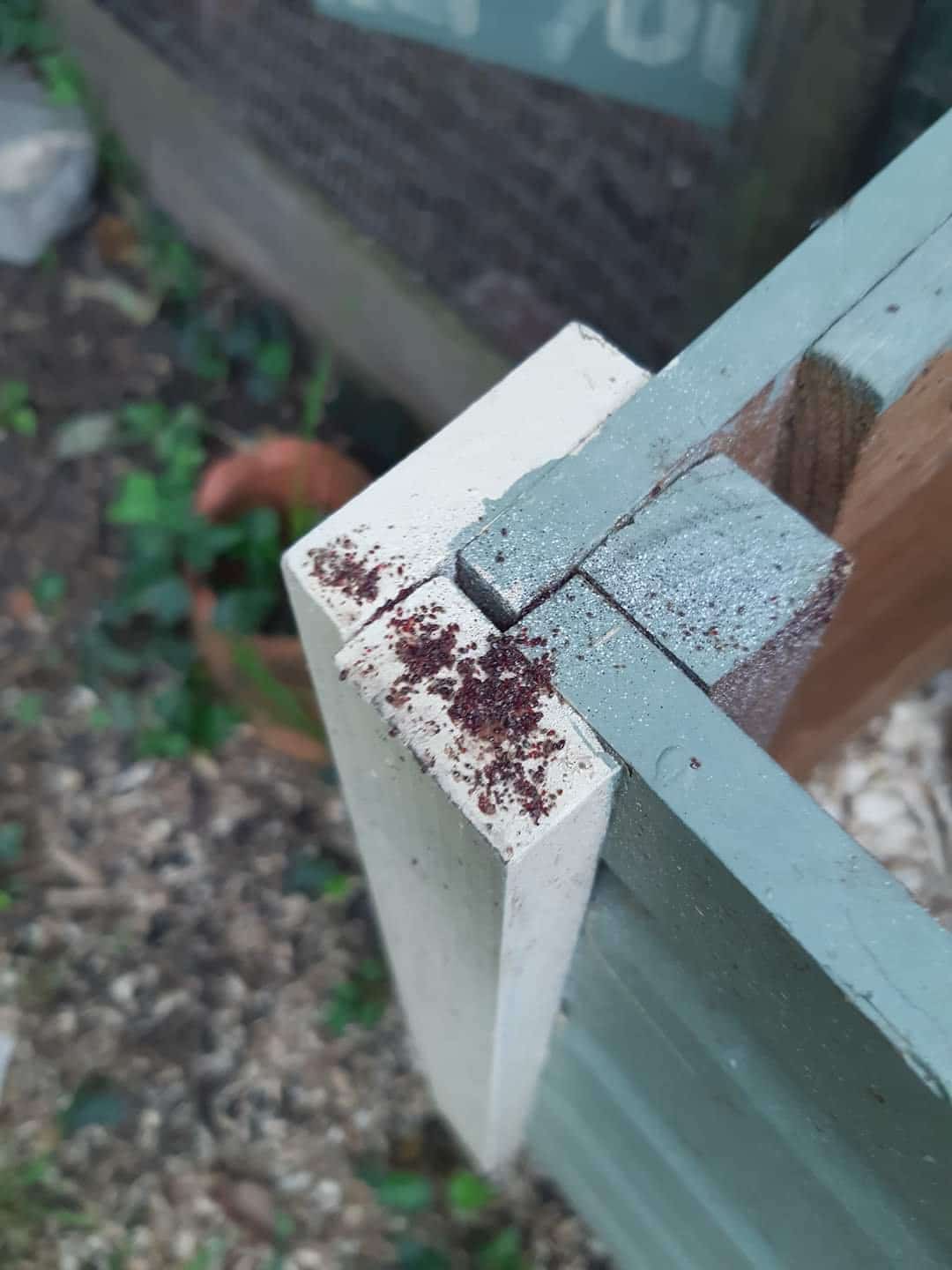 Red mite clustering in a wooden chicken coop