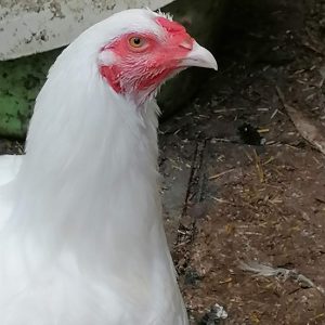Young Ixworth cockerel
