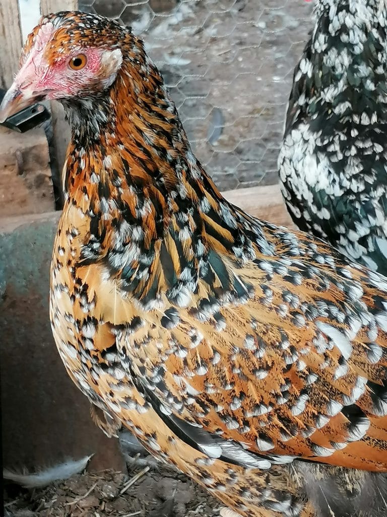 Swedish hens