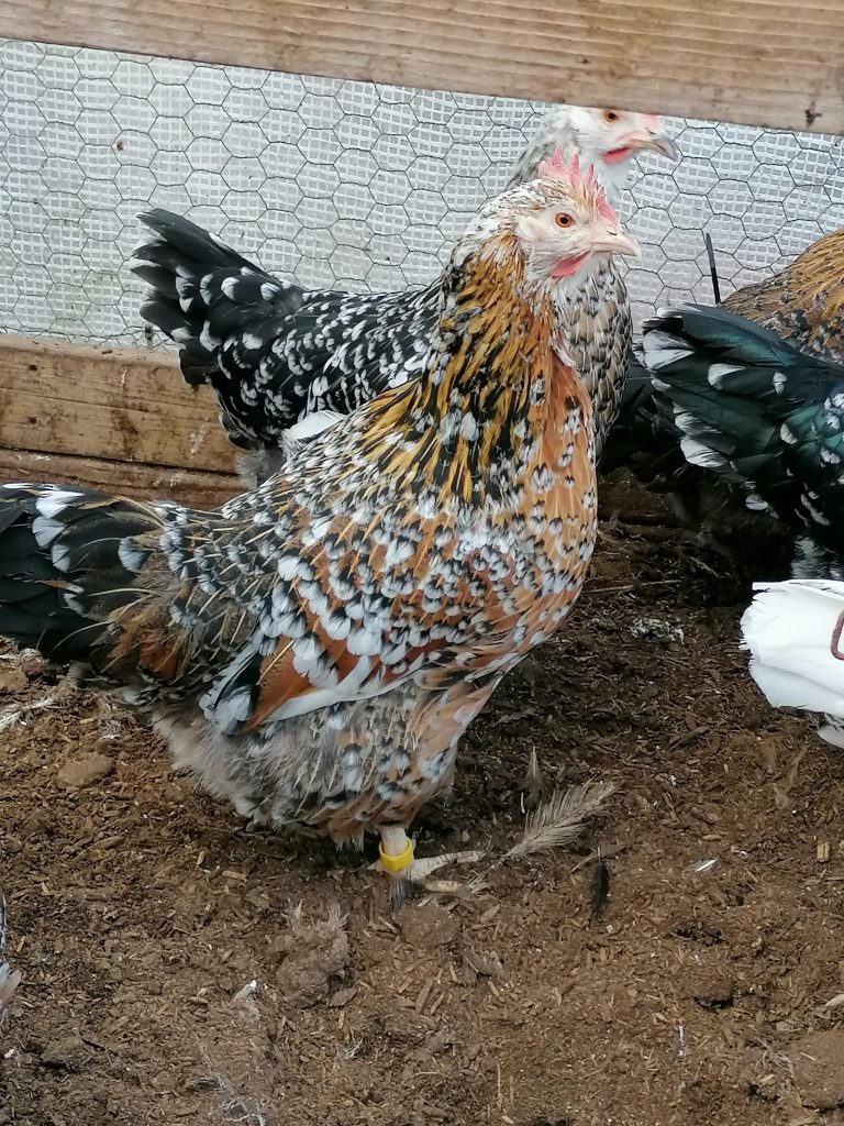 Pair of Swedish Flower Chickens