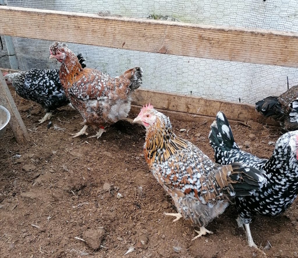 A group of Swedish Flower Hens