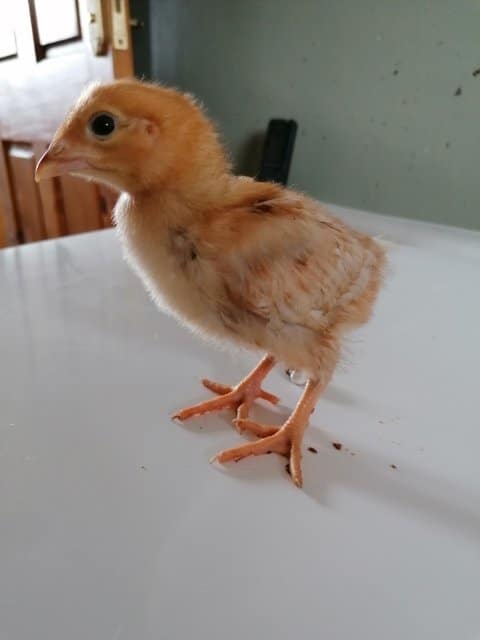 Two week old Hy-line brown chick