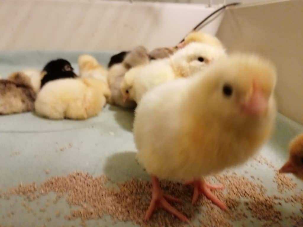 Chick looking at the camera