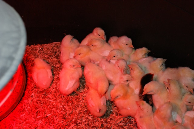 Chick rearing in a brooder