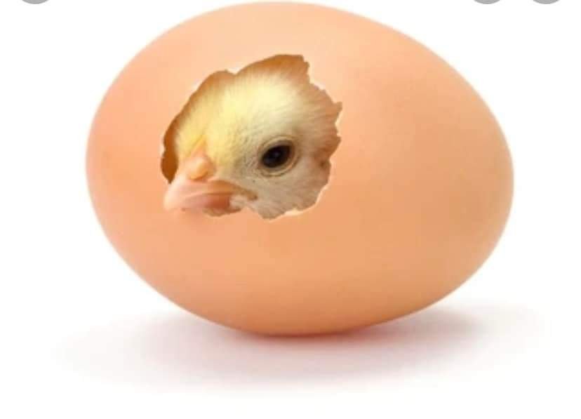 Chick peeking out of egg