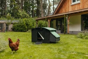 Large ground Nestera coop