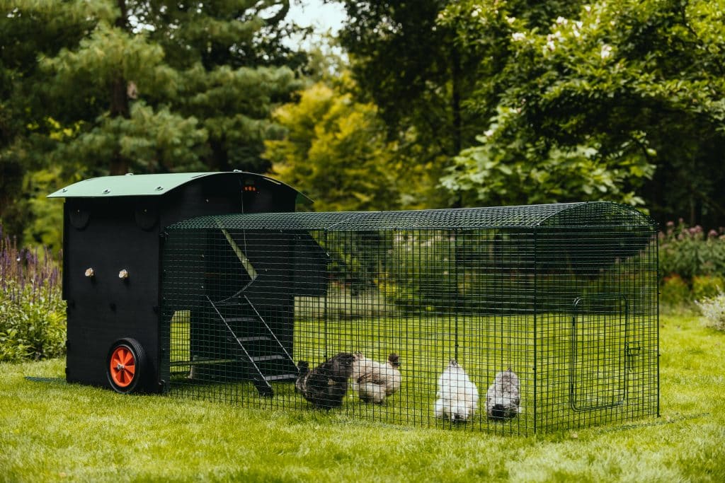 2m run attached to a Nestera large raised coop