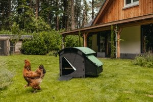 Medium sized Nestera coop ground based