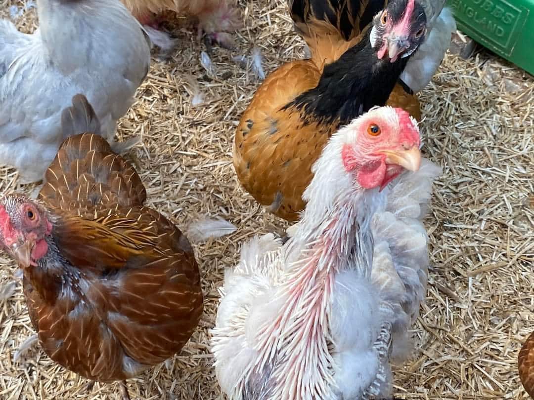 Moulting hen showing pin feathers