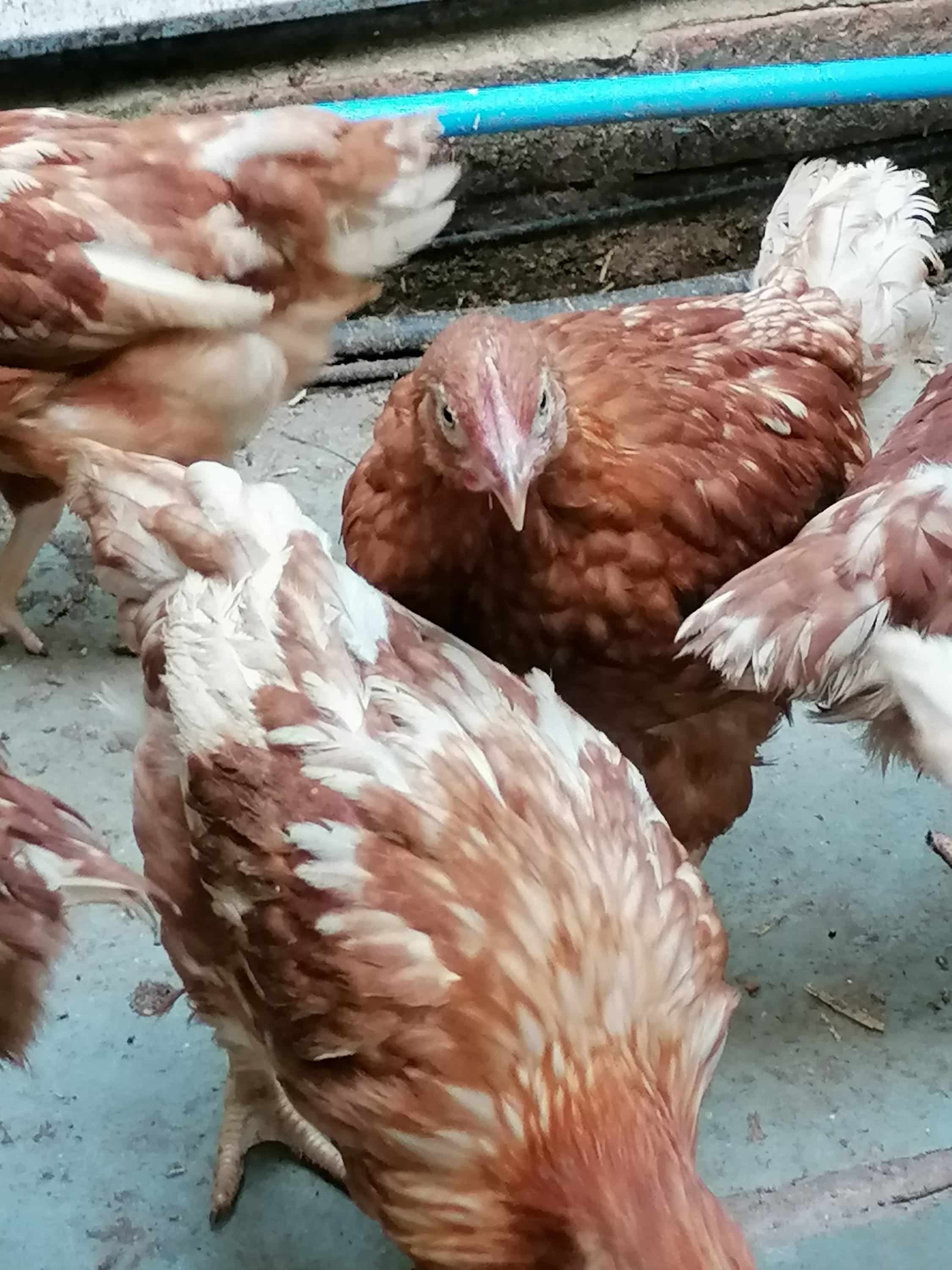 Young Hy-line brown hens