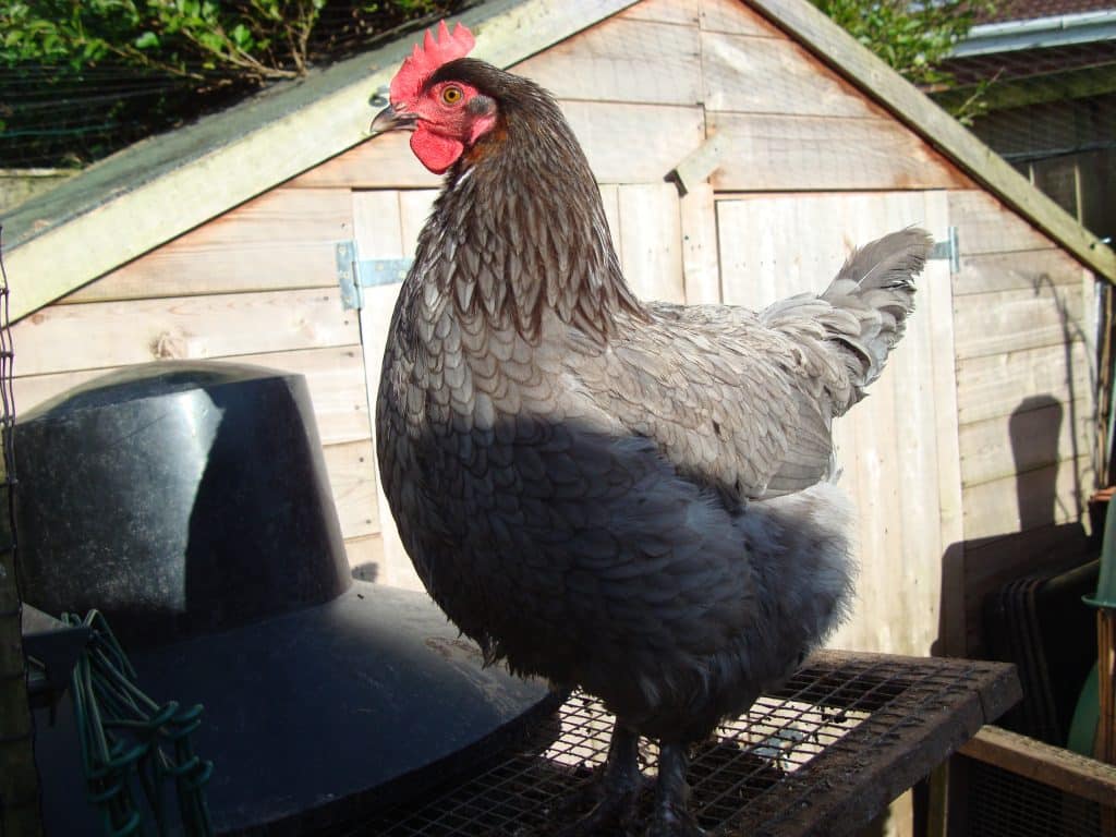 Adult Copper Blue Marans hen