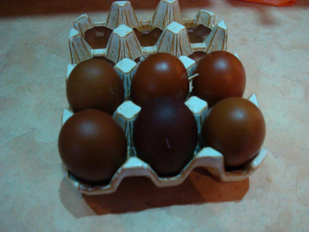 French Marans Dark Brown Eggs
