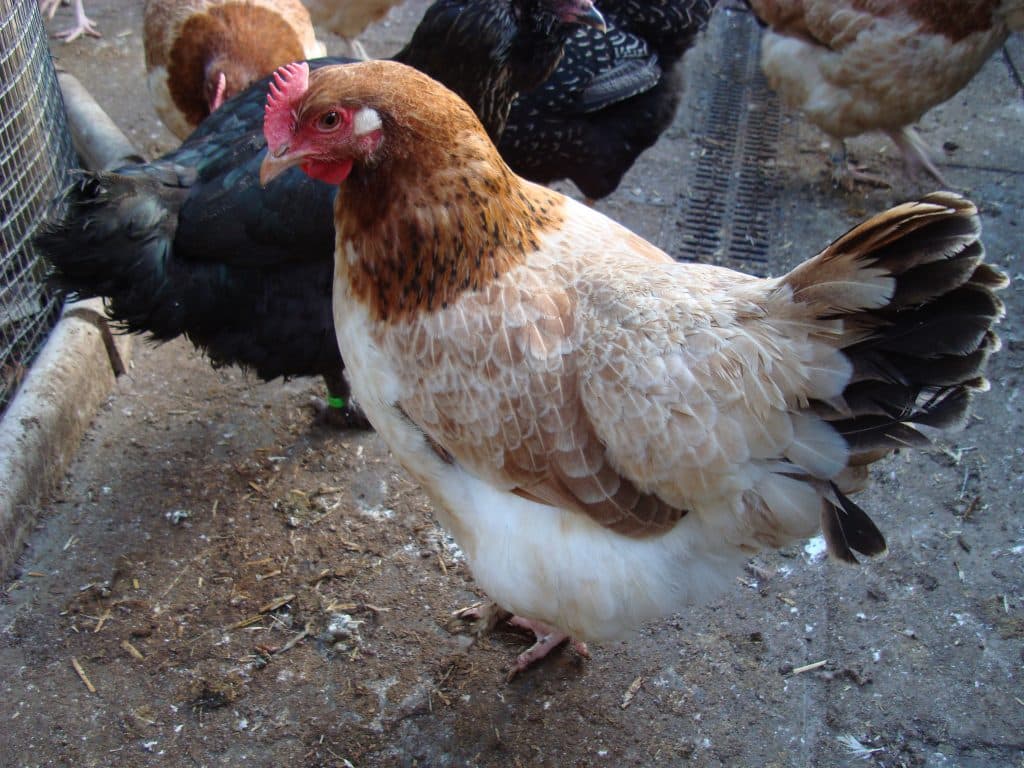French Wheaten Marans hen