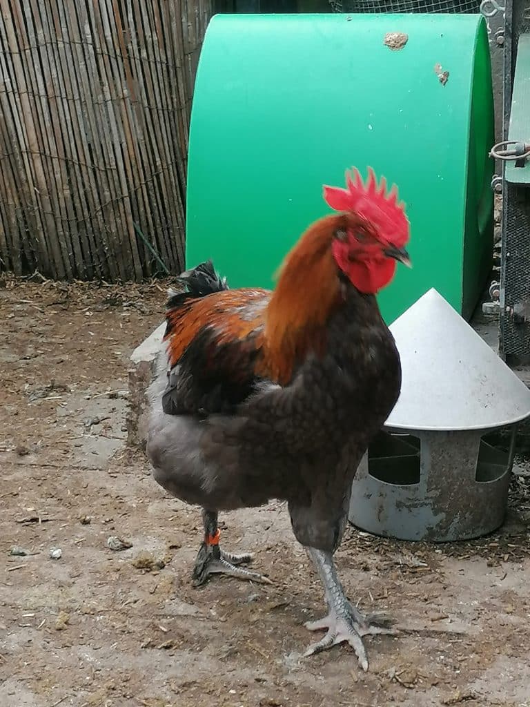 Copper Black Marans Cockerel