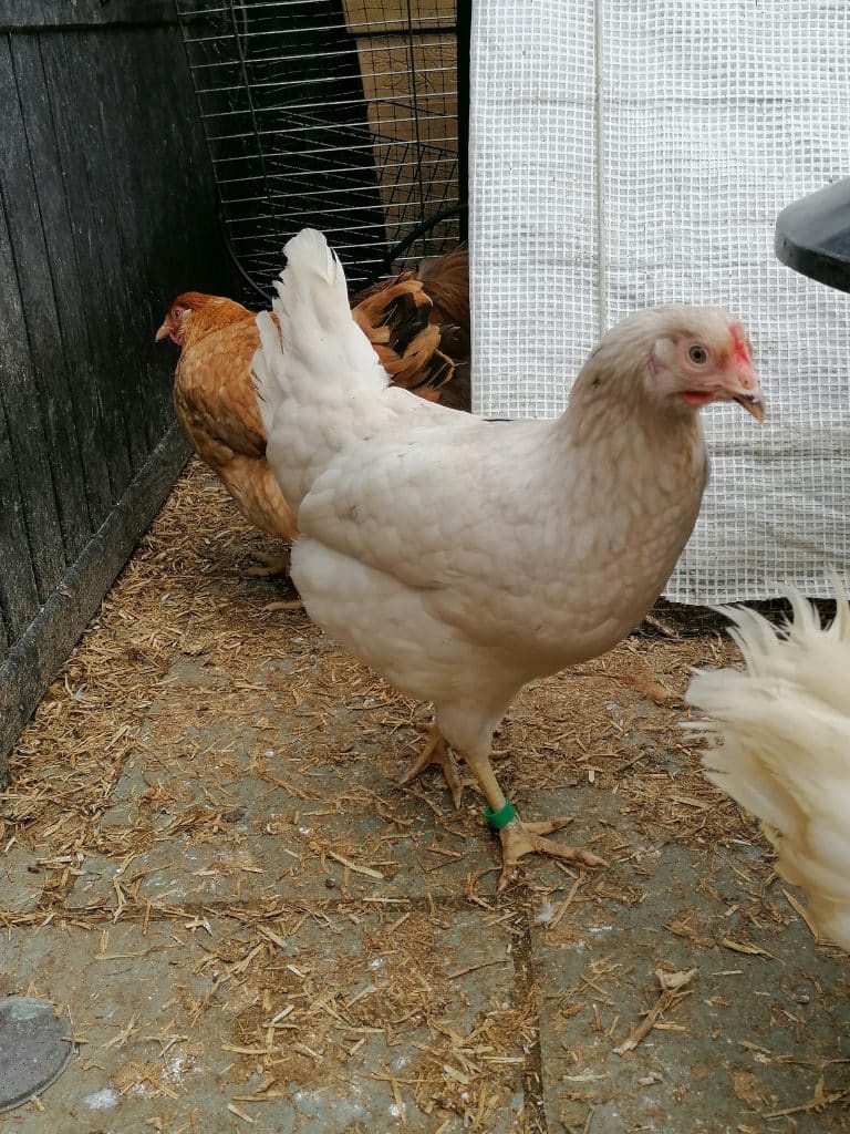 Lavender Hybrid Grower