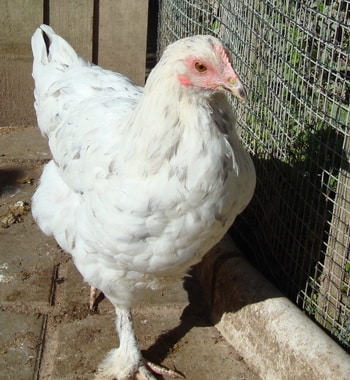 French Blue Splash Marans hen