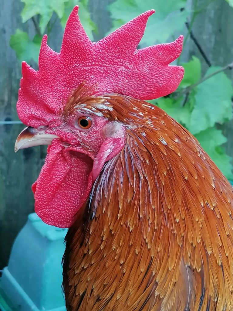 Close-up picture of Swedish Flower cockerel head
