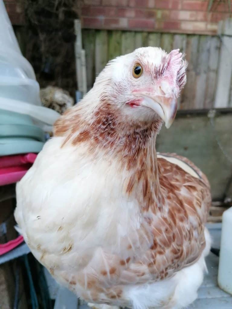 Faverolles hen with no beard or muff