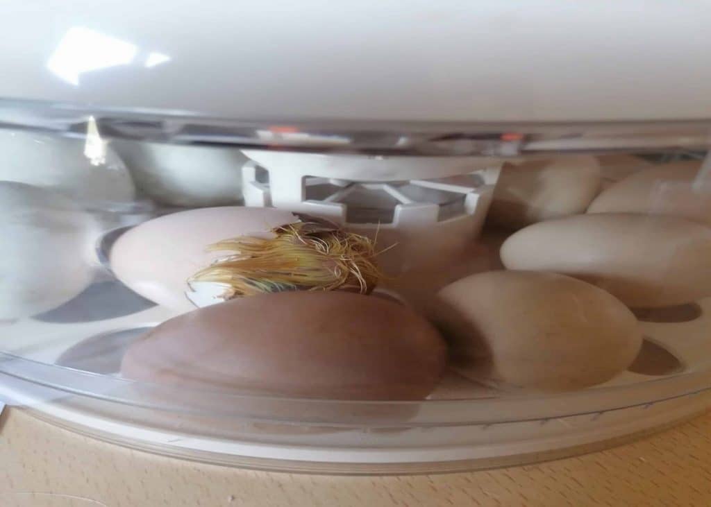 Picture of a chicken chick that is in the process of hatching inside an incubator