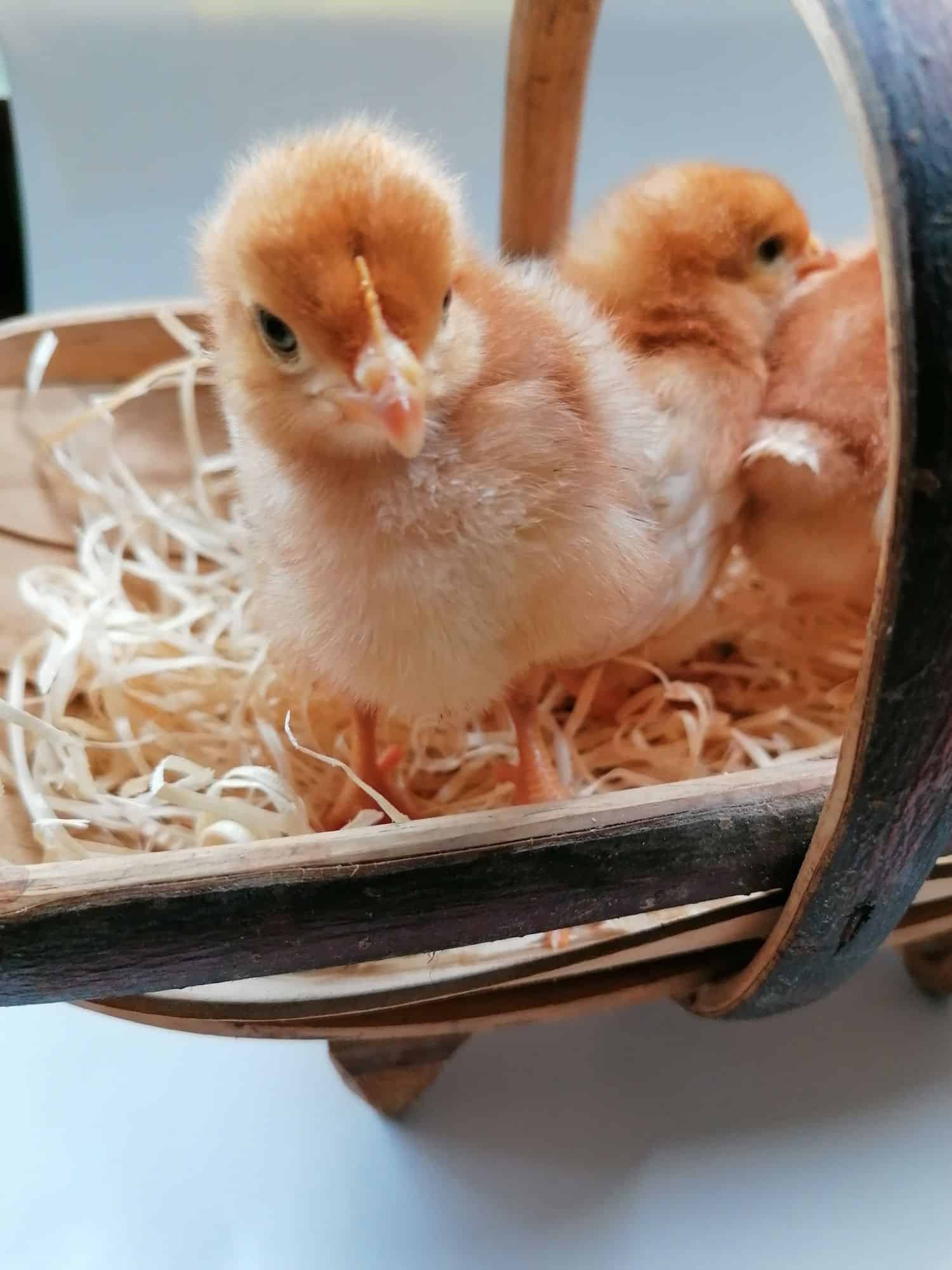 Brown chicks peering out of a basket