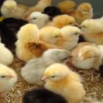 Basket of newly hatched chicks