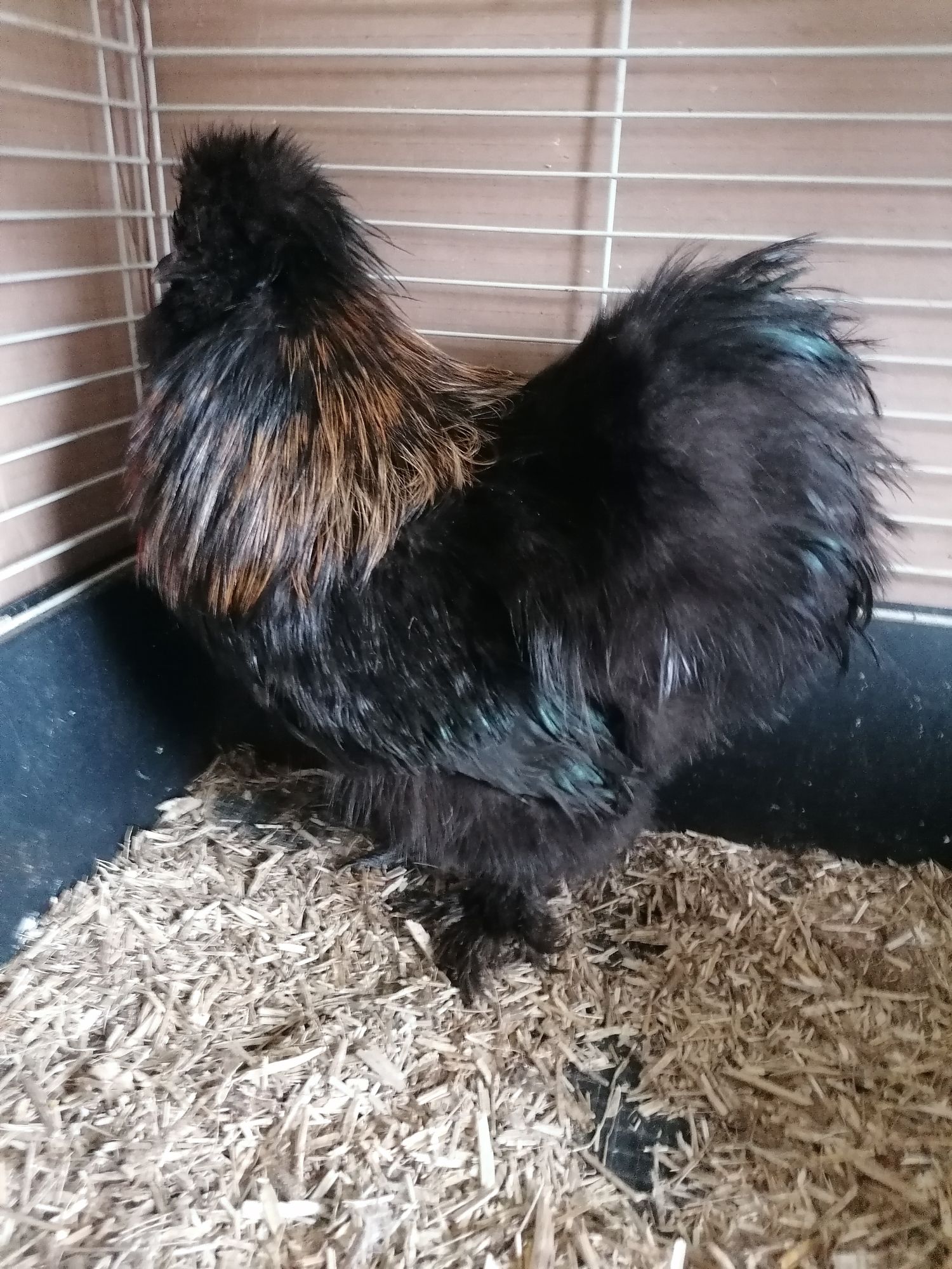 Black USA Silkie Cockerel