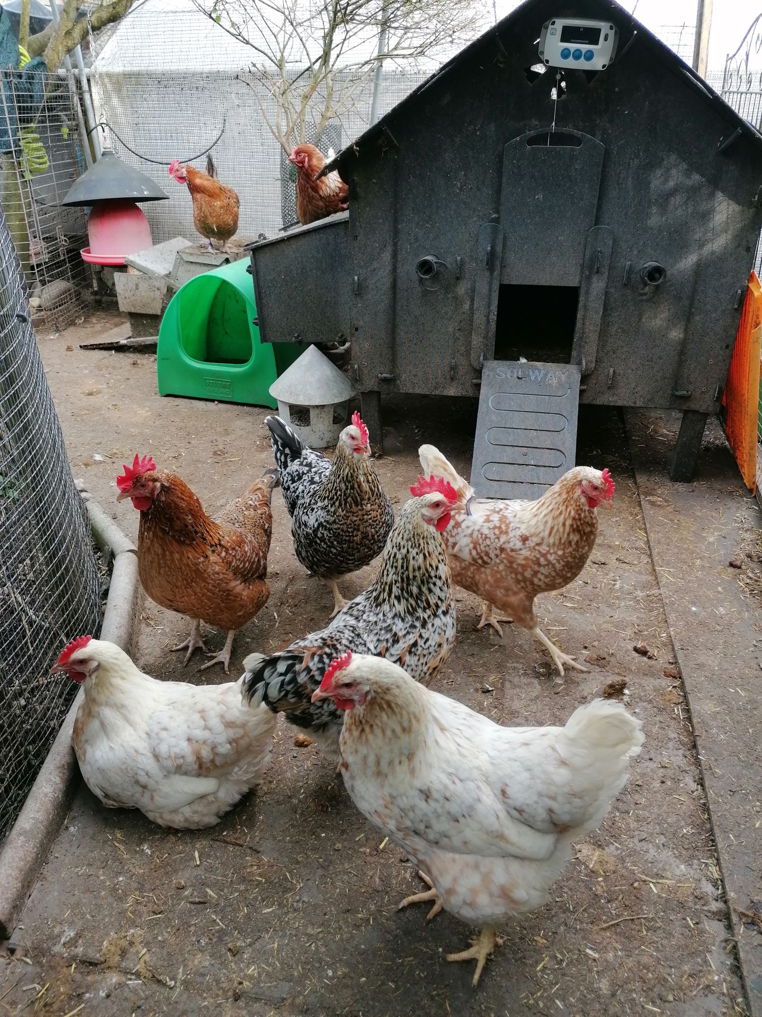 Swedish Flower adult hens