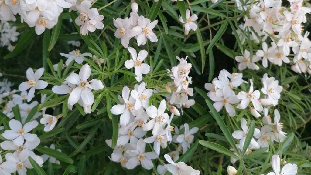 Choisia in bloom in May at Hedgerow Henporium