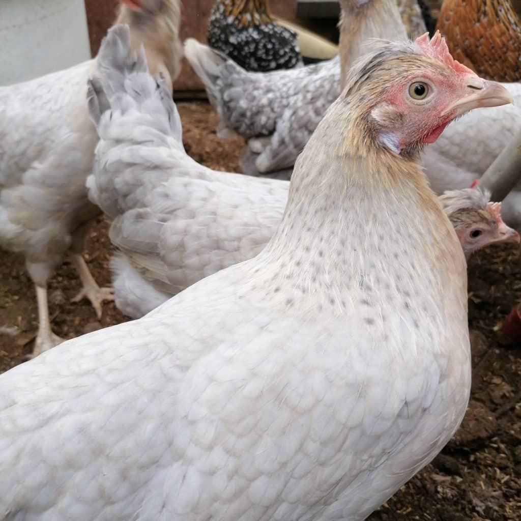 Opal Legbar rare breed chicken