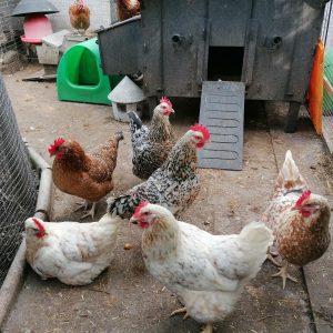 Swedish Flower hens in typical garden setting