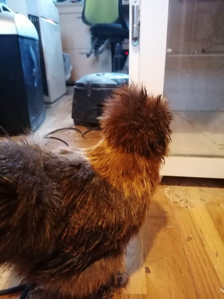Gold Partridge Silkie hen avoiding the camera