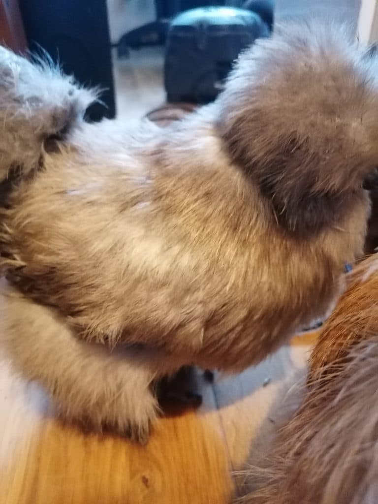 Blue Silkie hen avoiding the camera