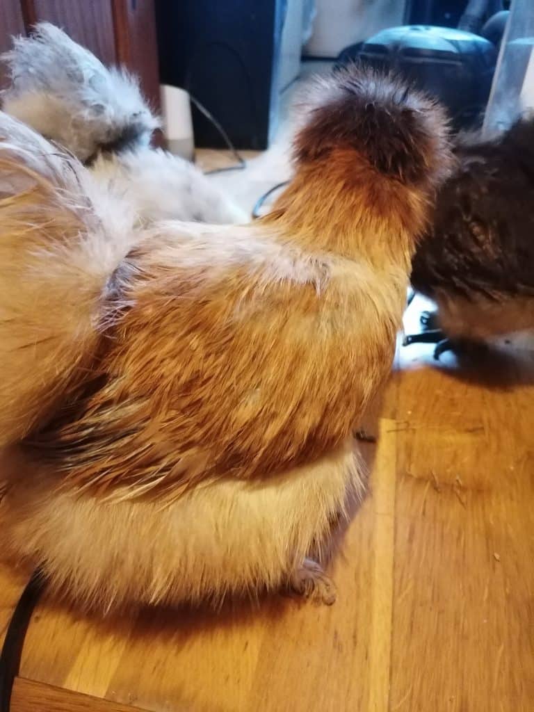 Gold Silkie hen avoiding the camera