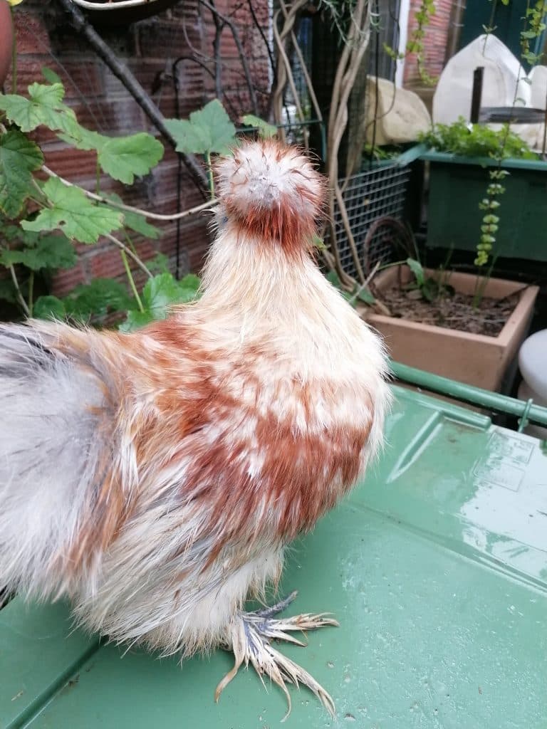 Young Silkie Cockerel sitting on a green bin